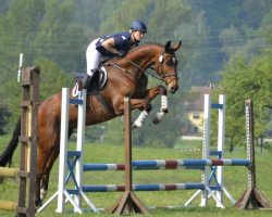 eventing horse Zigeunerheld XX (Oldenburg show jumper, 2009, from Shamrock)