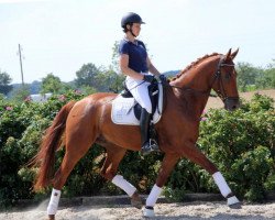 dressage horse Beneteau (Hanoverian, 2010, from Bonifatius)