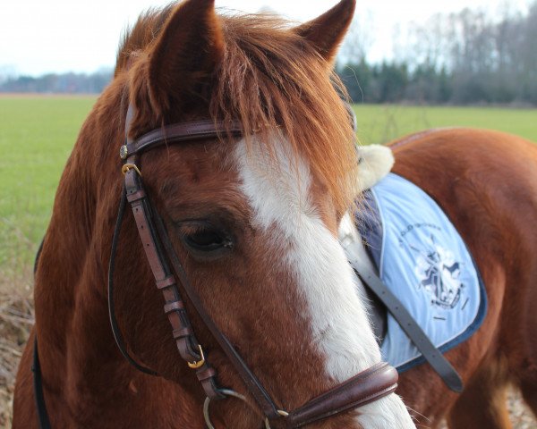 Pferd Diva (Deutsches Reitpony, 1998, von Durello)