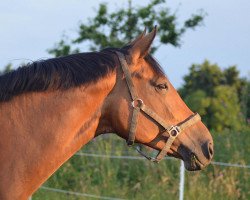 broodmare Fleur 320 (Westphalian, 2002, from Fidermark)