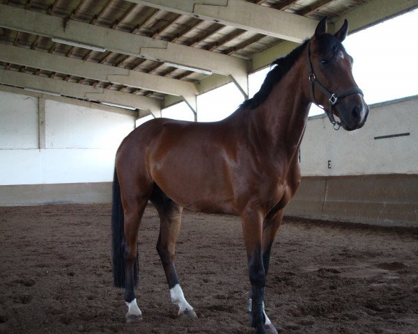 Springpferd Cedric S (Westfale, 2008, von Casiro I)