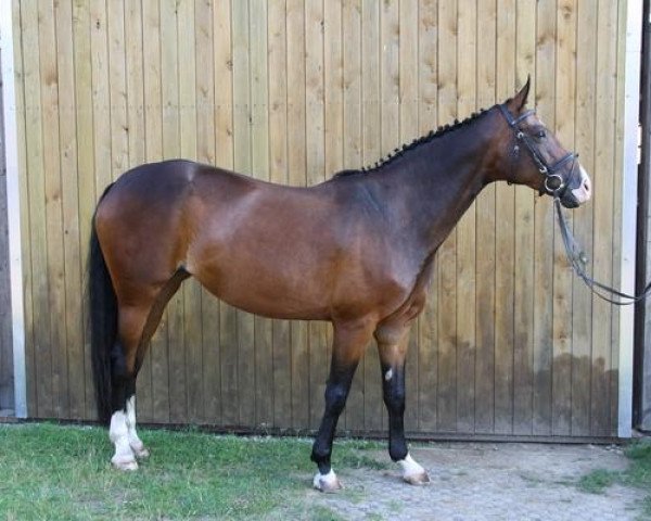 dressage horse Rich in Beauty MT (Hanoverian, 2006, from Rascalino)