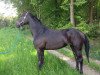 broodmare Gina (German Warmblood, 2010, from Grannus)