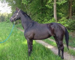 broodmare Gina (German Warmblood, 2010, from Grannus)