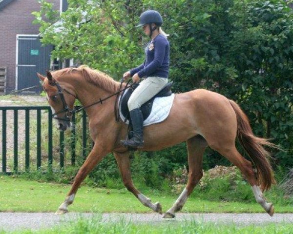 Zuchtstute Bloemrijks Golden Sunrise (Deutsches Reitpony, 2009, von FS Don't Worry)