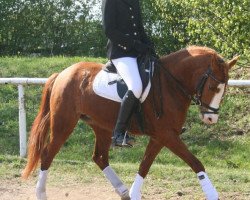 Pferd Blue Belissima (Welsh Pony (Sek.B), 2010, von Hondsrug Puccini)