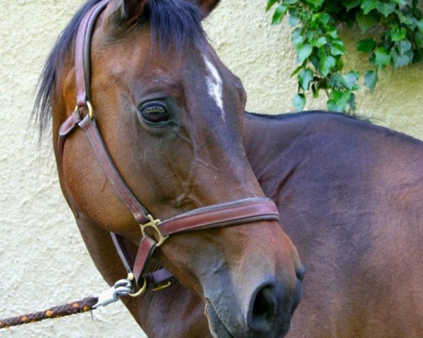 broodmare Trakehner (Trakehner, 1998)