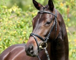 broodmare Herzchen 12 (Trakehner, 2010, from Tambour)