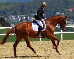 broodmare Nanunana (Trakehner, 2011, from Kasimir TSF)