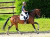 dressage horse Zauberstern (Trakehner, 2010, from Kasimir TSF)