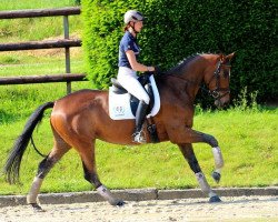 dressage horse Zauberstern (Trakehner, 2010, from Kasimir TSF)