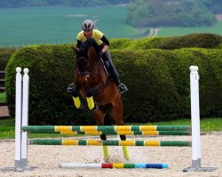 broodmare Tarisai (Trakehner, 2010, from Interconti)