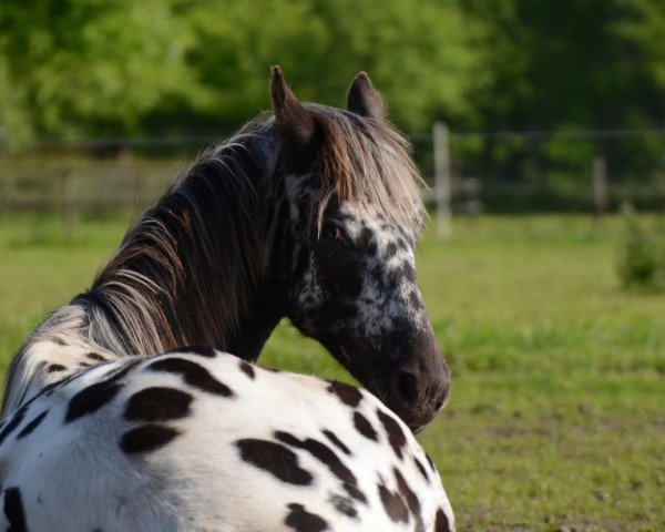 horse Maxima van Ederveen (Appaloosa, 2013, from Anne)