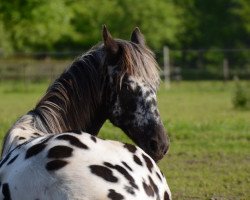 Pferd Maxima van Ederveen (Appaloosa, 2013, von Anne)