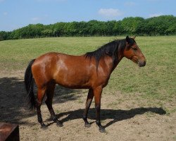 Dressurpferd Stute von Rubi (AR) (Lusitano, 2011, von Rubi)