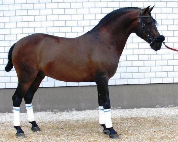 horse Hengst von Haxixe (Lusitano, 2001, from Haxixe)