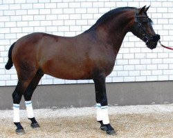 Pferd Hengst von Haxixe (Lusitano, 2001, von Haxixe)