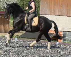 dressage horse Bali (Trakehner, 2007)