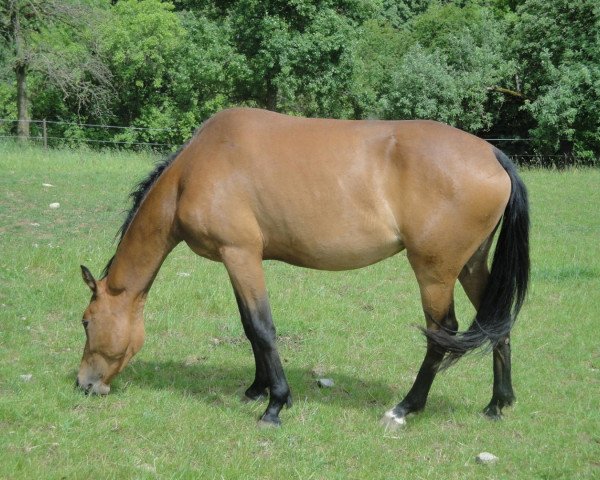Pferd Kleines deutsches Reitpferd (Kleines deutsches Reitpferd, 2011)