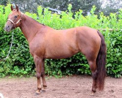 Pferd Skippers Red Fever (Quarter Horse, 2007, von Colonel Raffles)