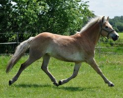 Pferd Solotönzer (Haflinger, 2009, von Siebenschön)