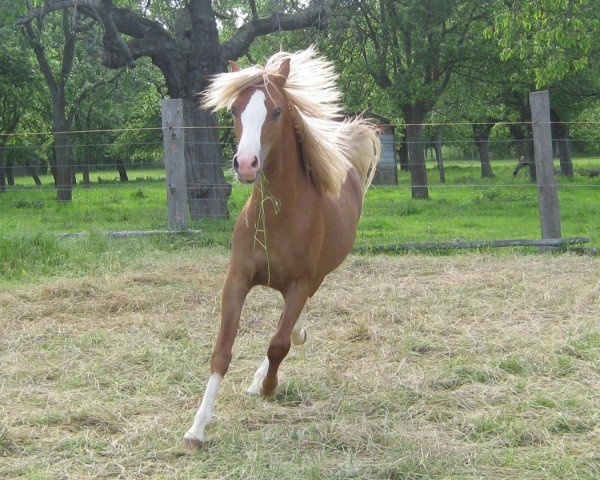 horse Welsh Pony (Sek.B) (Welsh-Pony (Section B),  )