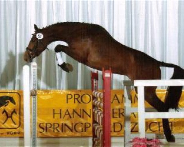 dressage horse Glengold (Hanoverian, 2002)