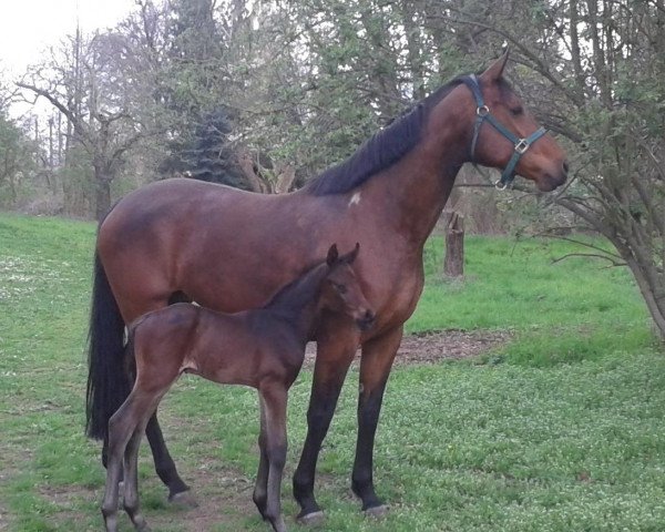 dressage horse Abbygail (Hanoverian, 2006)