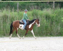 Pferd HR Jacks Leo San (Paint Horse, 2008, von Spunky Black Jack)