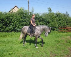 dressage horse Descarado (Pura Raza Espanola (PRE), 2009)