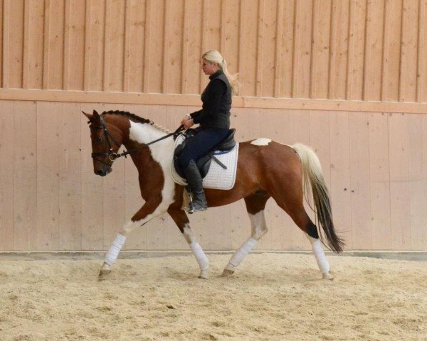 Dressurpferd Bella Dago v. Dagestino (Deutsches Reitpony, 2008)