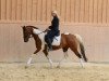 dressage horse Bella Dago v. Dagestino (German Riding Pony, 2008)