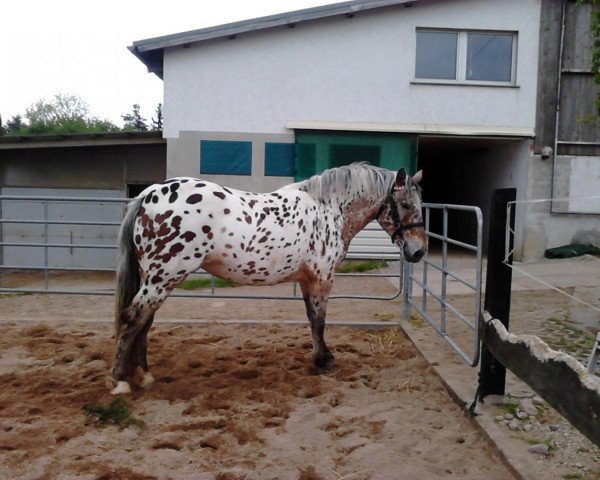 Zuchtstute Bali (Westfale, 2011, von Balous Bellini)