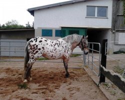 broodmare Bali (Westphalian, 2011, from Balous Bellini)