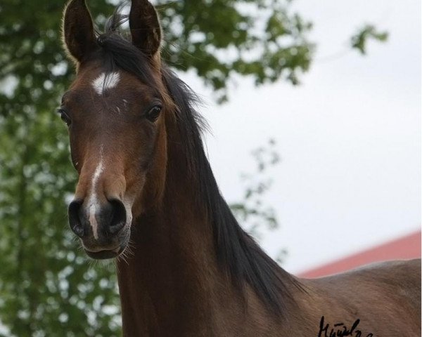 Pferd Hengst von T.M. Lopez (Vollblutaraber, 2013, von T.M. Lopez ox)