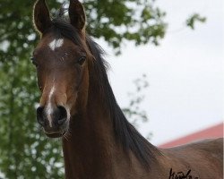 horse Hengst von T.M. Lopez (Arabian thoroughbred, 2013, from T.M. Lopez ox)