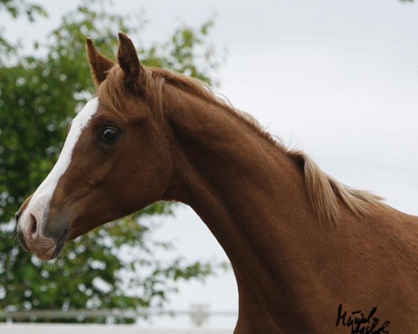 Pferd Hengst von T.M. Lopez (Vollblutaraber, 2013, von T.M. Lopez ox)