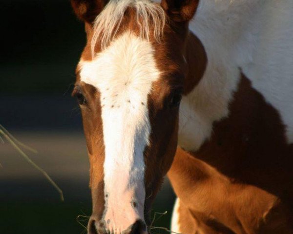 Dressurpferd Funny (Paint Horse, 2014)