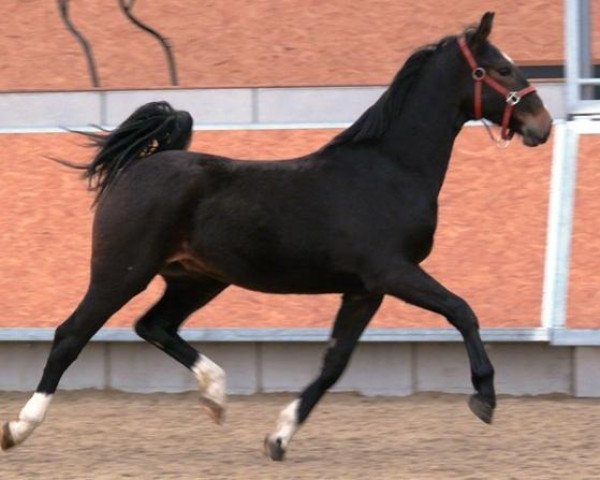 Springpferd Gigant (KWPN (Niederländisches Warmblut), 2011)