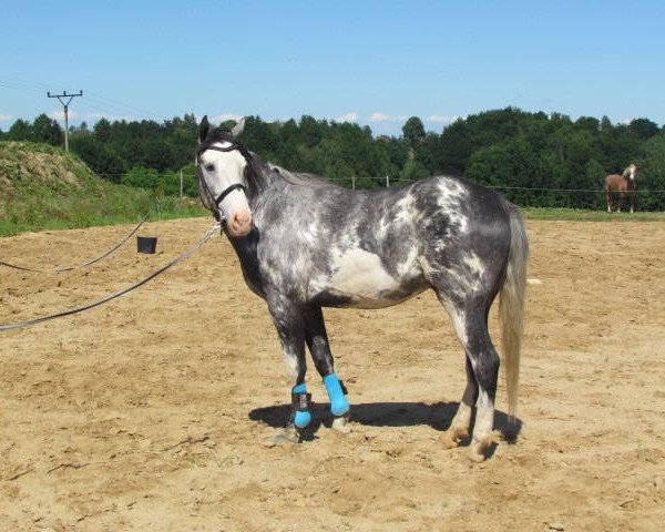 Dressurpferd diabel (Paint Horse, 2010)