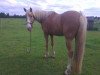 jumper Unknown horse (Akhal-Teke, 2010)