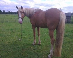 jumper Unknown horse (Akhal-Teke, 2010)