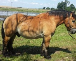 dressage horse Moritz 2932 (Rhenish-German Cold-Blood, 2008)