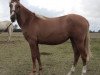 dressage horse Miss Elly (Little German Riding Horse, 2011)