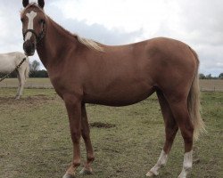 dressage horse Miss Elly (Little German Riding Horse, 2011)