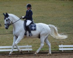 dressage horse Glücksritter (Hanoverian, 1999, from Graf Grannus)