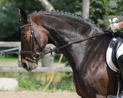 jumper Sarkozy (Hanoverian, 2006)