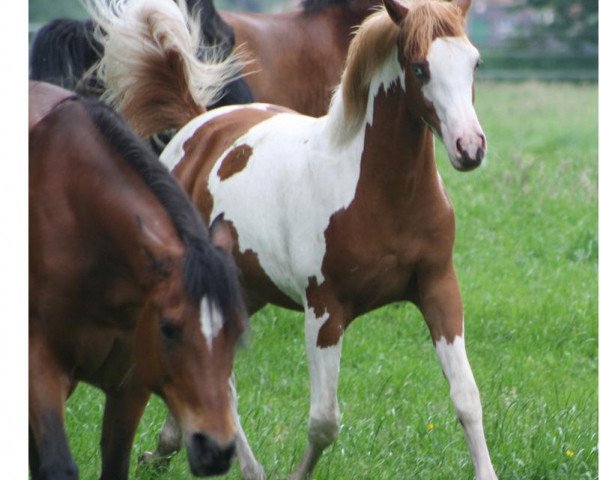 Pferd FA Sayyid (Arabisches Halbblut / Partbred, 2013, von CS Shubani)