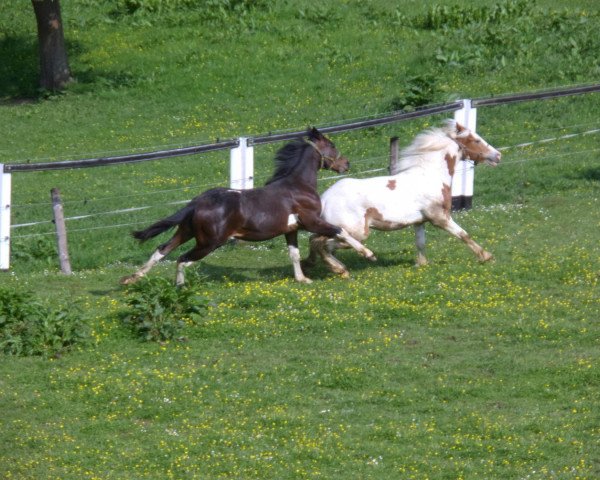 dressage horse Geronimo (Pinto / Small Riding Horse,  )