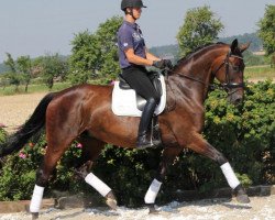 broodmare Shakira (Hanoverian, 2002, from Shakespeare in Love)